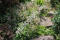 Saxifraga x geum L. (Saxifraga geum L. subsp. hirsuta Engler et Irmscher, Saxifraga hirsuta x Saxifraga umbrosa L.)