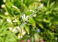 Cerastium holosteoides Fries (Cerastium holosteoides subsp. triviale (Spen.) Mschl)