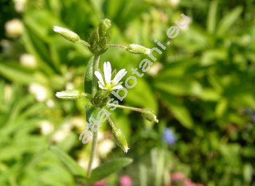 Cerastium holosteoides Fries (Cerastium holosteoides subsp. triviale (Spen.) Mschl)