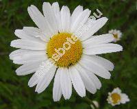 Leucanthemum vulgare Lamk. (Chrysanthemum leucanthemum L.)