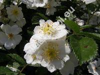 Rosa multiflora Thunb.