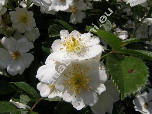 Rosa multiflora Thunb.