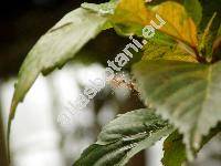 Acalypha wilkesiana (Acalypha wilkesiana Mll. Arg., Ricinocarpus)