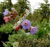 Pulmonaria officinalis L.