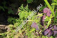 Cystopteris fragilis (L.) Bernh. (Aspidium fragile (L.) Swartz, Polypodium fragile L.)