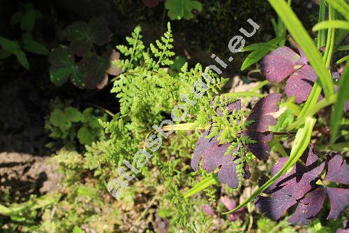 Cystopteris fragilis (L.) Bernh. (Aspidium fragile (L.) Swartz, Polypodium fragile L.)