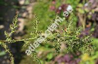 Cystopteris fragilis (L.) Bernh. (Aspidium fragile (L.) Swartz, Polypodium fragile L.)