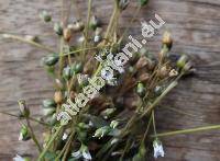 Holosteum umbellatum L. (Cerastium ubellatum (L.) Crantz, Arenaria umbellata (L.) Clairv., Stellaria triandra De Bary)