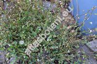 Holosteum umbellatum L. (Cerastium ubellatum (L.) Crantz, Arenaria umbellata (L.) Clairv., Stellaria triandra De Bary)