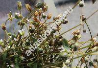 Holosteum umbellatum L. (Cerastium ubellatum (L.) Crantz, Arenaria umbellata (L.) Clairv., Stellaria triandra De Bary)