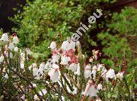 Cassiope tetragona Don (Cassiope tetragona (L.) Don, Andromeda tetragona L.)