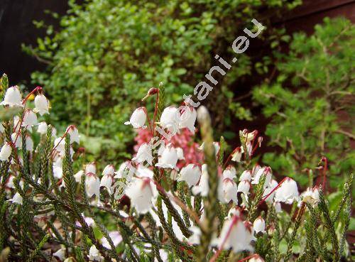 Cassiope tetragona Don (Cassiope tetragona (L.) Don, Andromeda tetragona L.)