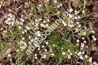 Cassiope tetragona Don (Cassiope tetragona (L.) Don, Andromeda tetragona L.)