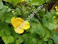 Hylomecom japonica (Hylomecom japonica (Thunb.) Prantl-unresolved, Chelidonium japonicum Thunb.)