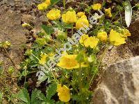 Potentilla crantzii (Crantz) Beck ex Fritsch (Potentilla maculata Pourr., Potentilla alpestris Haller f., Fragaria crantzii Crantz)