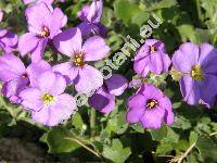 Aubrieta x cultorum