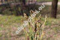 Carex digitata L.