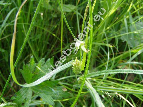 Carex hirta L.