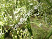 Peucedanum cervaria (L.) Lapeyr. (Selinum cervaria L., Ligusticum cervaria (L.) Vill., Athamantha cervaria (L.) L.)