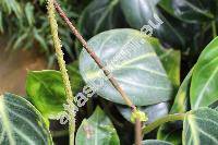 Peperomia maculosa (L.) Hook. (Piper maculosum L.)