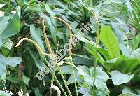 Anthurium crystallinum (Anthurium crystallinum Lind. et Andr)