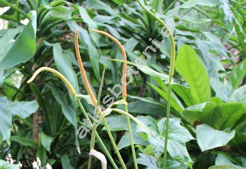 Anthurium crystallinum (Anthurium crystallinum Lind. et Andr)