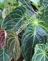 Anthurium crystallinum (Anthurium crystallinum Lind. et Andr)