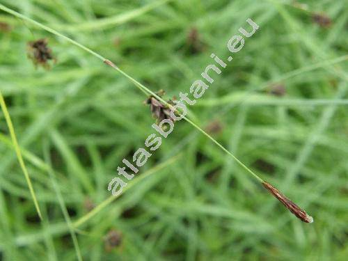 Carex fritschii Waisb. (Carex montana subsp. fritschii (Waisb.) Schwarz)