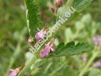 Teucrium scordium L. (Scordium officinale Guel.d. ex Lebed., Teucrium palustre Lam.)