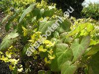 Epimedium pinnatum Fisch. ex DC. (Epimedium pinnatum var. colchicum Boiss.)