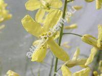 Brassica oleracea var. gongylodes L. 'Azur'