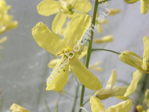 Brassica oleracea var. gongylodes L. 'Azur'