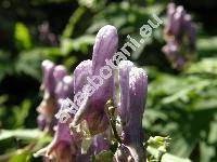 Aconitum moldavicum Hacq. ex Rchb. (Aconitum lycostonum subsp. moldavicum (Hacq. ex Rchb.) Jal.)