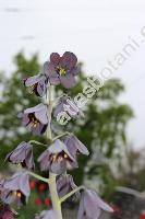 Fritillaria persica L. (Fritillaria arabica Gand., Fritillaria eggeri Bornm., Fritillaria libanotica (Boiss.) Bak., Theresia libanotica Boiss.)