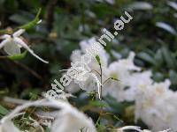 Epimedium grandiflorum Morr. (Epimedium macranthum Morr. et Decne.)