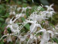 Epimedium grandiflorum Morr. (Epimedium macranthum Morr. et Decne.)