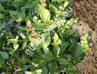 Petrocoptis pyrenaica (Berg.) Braun ex Walp. (Lychnis pyrenaica Berg.)