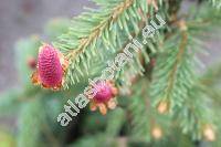 Picea abies 'Virgata'