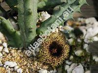 Huernia hystrix Br. (Huernia hystrix var. appendiculata (Berg.) White et Sloane)