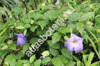 Thunbergia erecta (Benth.) Anders.