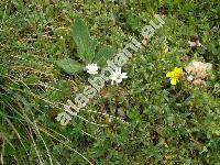 Cerastium pumilum Curtis (Cerastium obscurum Chaub.)