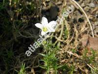Arenaria grandiflora L. (Alsine grandiflora L., Czernohorskya grandiflora (L.) . et D. Lve, Gypsophytum, Alsinanthus grandiflorus (L.) Desv.)