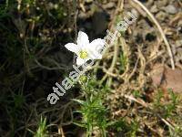 Arenaria grandiflora L. (Alsine grandiflora L., Czernohorskya grandiflora (L.) . et D. Lve, Gypsophytum, Alsinanthus grandiflorus (L.) Desv.)