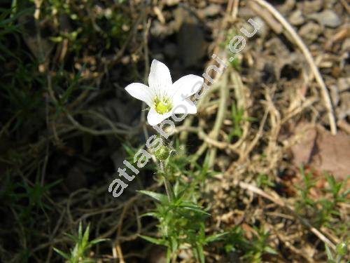 Arenaria grandiflora L. (Alsine grandiflora L., Czernohorskya grandiflora (L.) . et D. Lve, Gypsophytum, Alsinanthus grandiflorus (L.) Desv.)