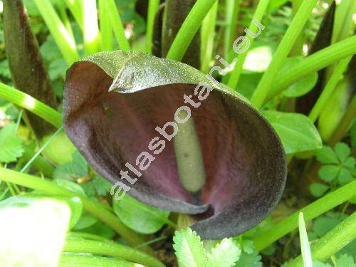 Arum nigrum Schott