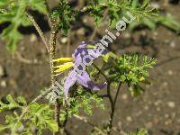 Solanum citrullifolium Braun