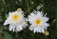 Leucanthemum vulgare