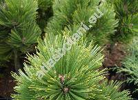Pinus heldreichii 'Compact Gem' (Pinus leucodermis 'Compact Gem')