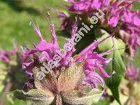 Monarda x hybrida 'Prariebrand' (Monarda didyma x Monarda fistulosa, Monarda x hybrida 'Prriebrand')