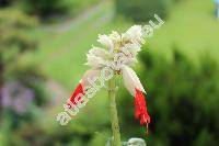Salvia 'Reddy White Surprise'
